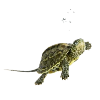 Tortue Ocadia sinensis en train de nager